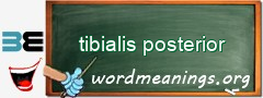 WordMeaning blackboard for tibialis posterior